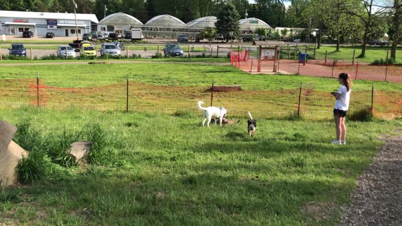 Sunnyside Dog Park - Fitchburg, WI
