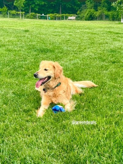 Sunnyside Dog Park - Fitchburg, WI