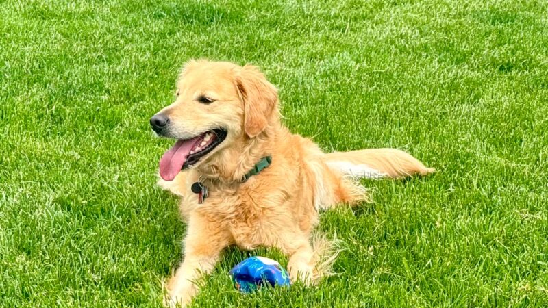 Sunnyside Dog Park - Fitchburg, WI