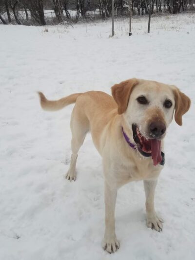 Sunnyside Dog Park - Fitchburg, WI