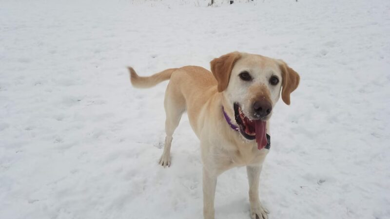 Sunnyside Dog Park - Fitchburg, WI