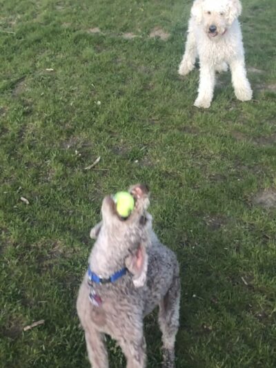 Sunnyside Dog Park - Fitchburg, WI