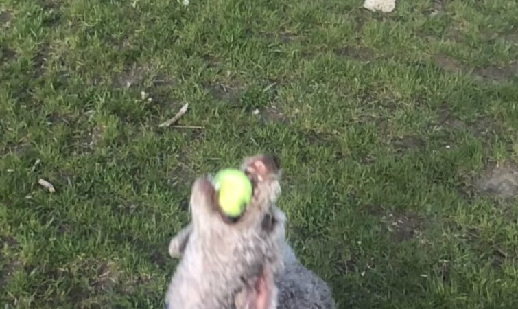 Sunnyside Dog Park - Fitchburg, WI