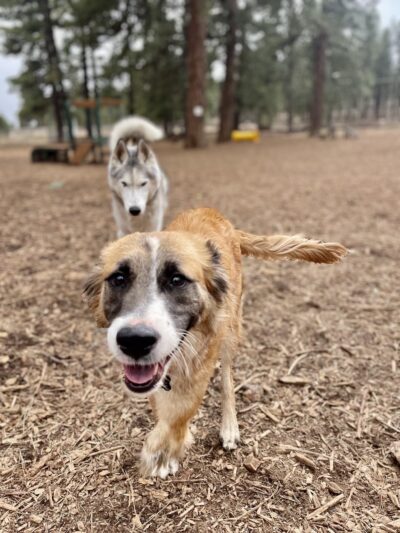 Thorpe Bark Park - Flagstaff, AZ