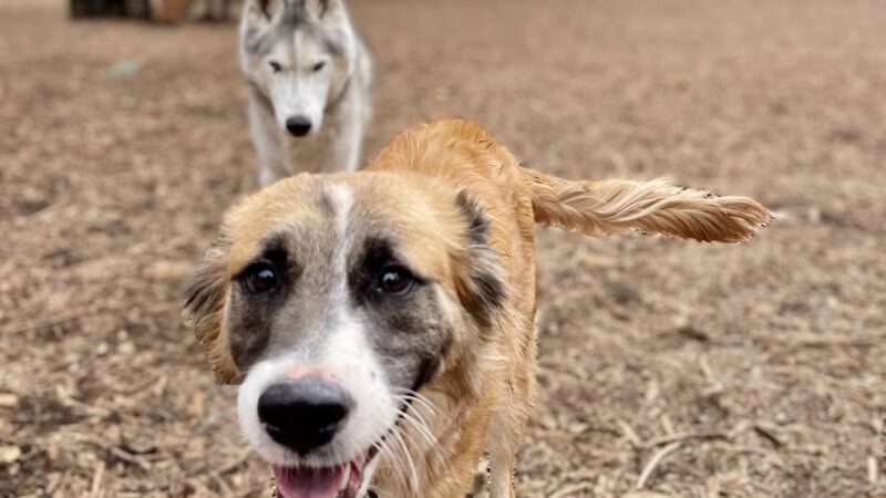 Thorpe Bark Park - Flagstaff, AZ