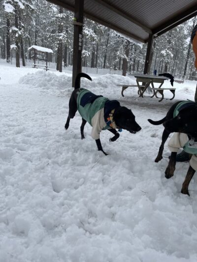 Thorpe Bark Park - Flagstaff, AZ