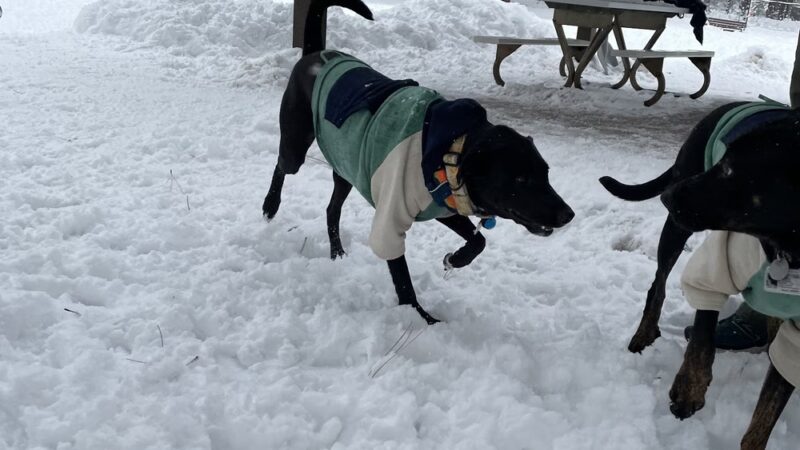 Thorpe Bark Park - Flagstaff, AZ