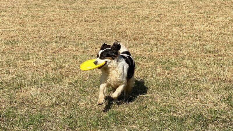 SniffSpot Field of Dreams Fletcher - Fletcher, NC