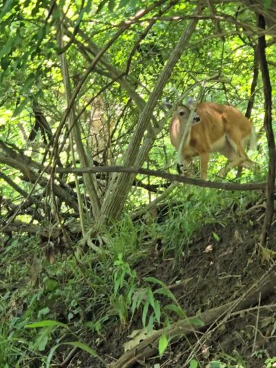 Fort Washington State Park trailhead - Flourtown, PA