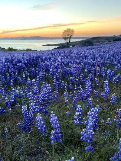 Folsom Lake State Recreation Area - Folsom, CA