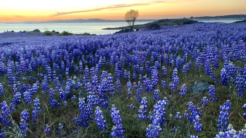 Folsom Lake State Recreation Area - Folsom, CA