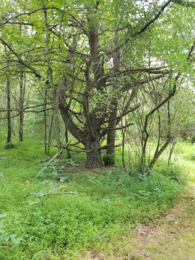 Songbird Trail - Ford City, PA