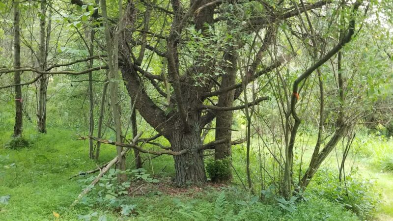 Songbird Trail - Ford City, PA