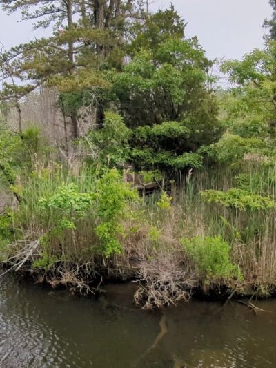 Eno's Pond County Park - Forked River, NJ