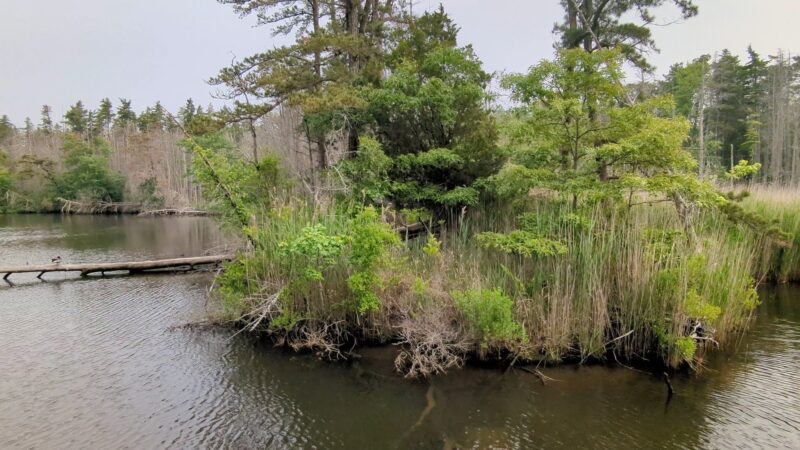 Eno's Pond County Park - Forked River, NJ
