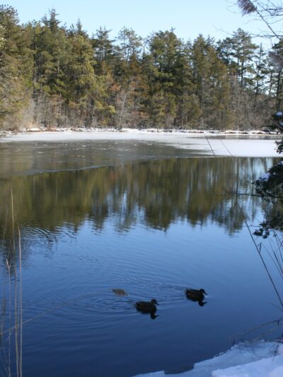 Eno's Pond County Park - Forked River, NJ