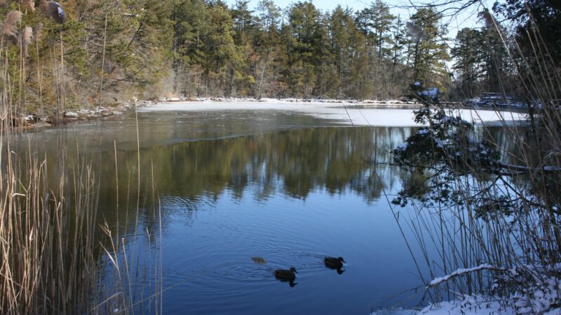 Eno's Pond County Park - Forked River, NJ
