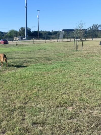 Fort Hood Dog Park - Fort Cavazos, TX