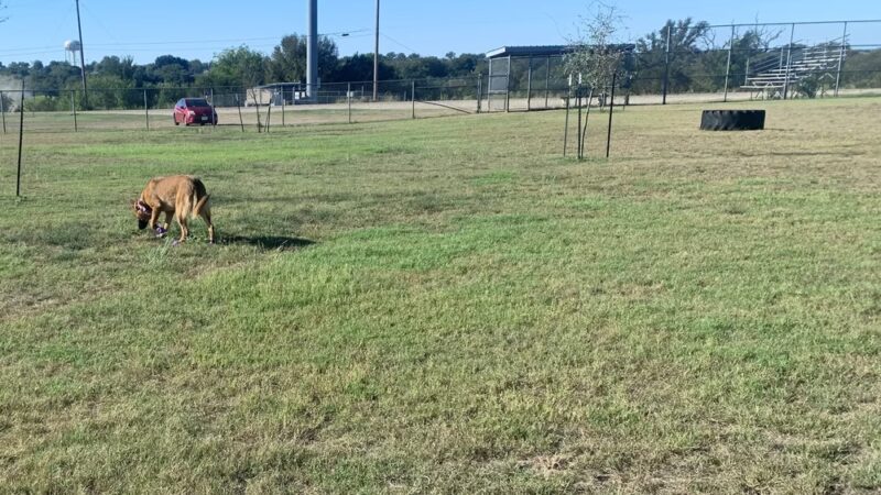 Fort Hood Dog Park - Fort Cavazos, TX