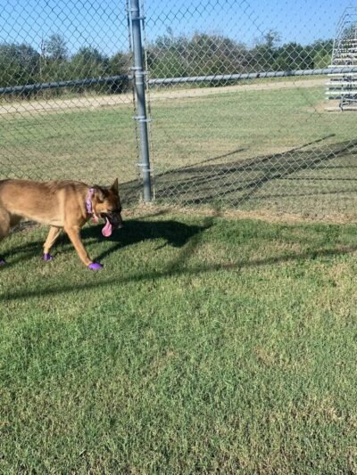 Fort Hood Dog Park - Fort Cavazos, TX