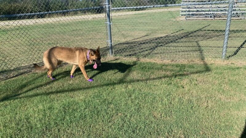 Fort Hood Dog Park - Fort Cavazos, TX