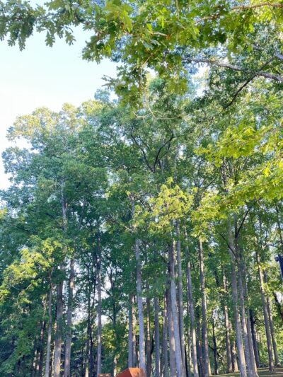 Carter's Park - Fort Chiswell, VA