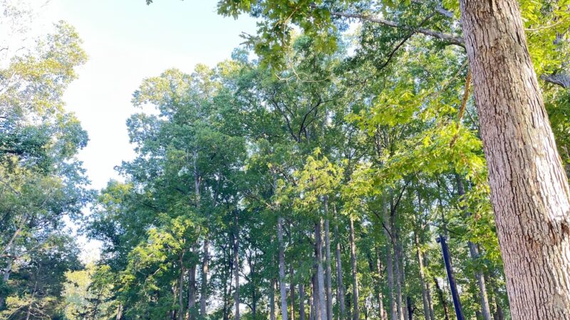 Carter's Park - Fort Chiswell, VA