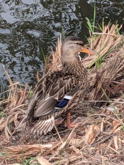 Creekside Park - Fort Collins, CO