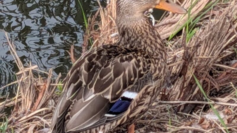 Creekside Park - Fort Collins, CO