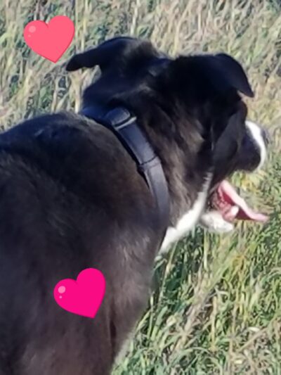 Iron Horse Park - Fort Collins, CO