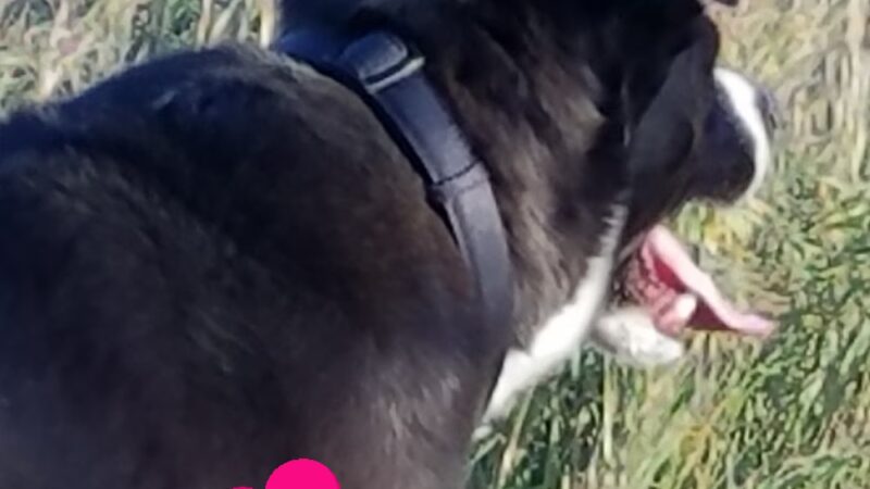 Iron Horse Park - Fort Collins, CO