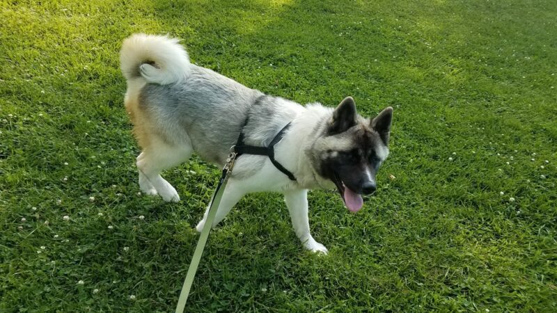 Woodwest Park - Fort Collins, CO