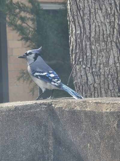 Maple Terrace Dog Park - Fort Johnson South, LA