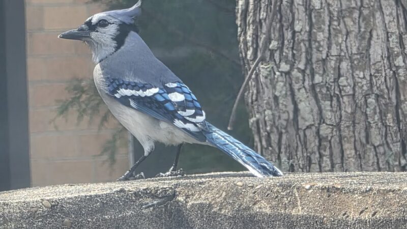 Maple Terrace Dog Park - Fort Johnson South, LA