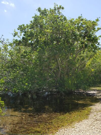 Annie Beck Park - Fort Lauderdale, FL