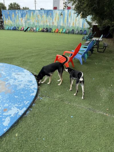 Barkyard n' Brews - Fort Lauderdale, FL