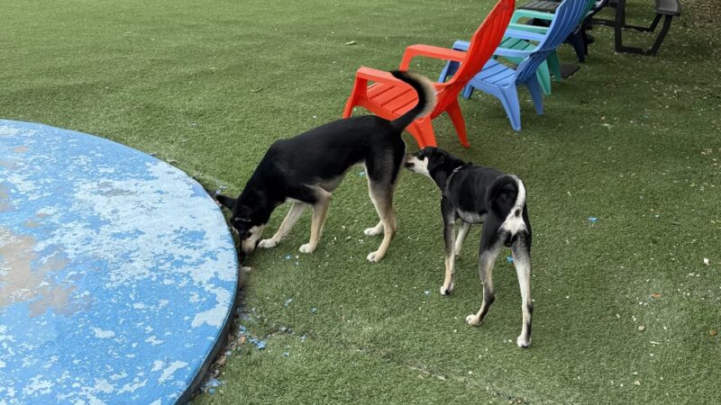 Barkyard n' Brews - Fort Lauderdale, FL