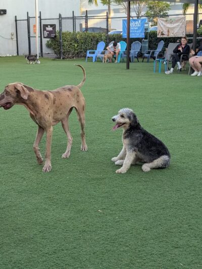 Barkyard n' Brews - Fort Lauderdale, FL