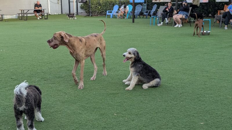 Barkyard n' Brews - Fort Lauderdale, FL