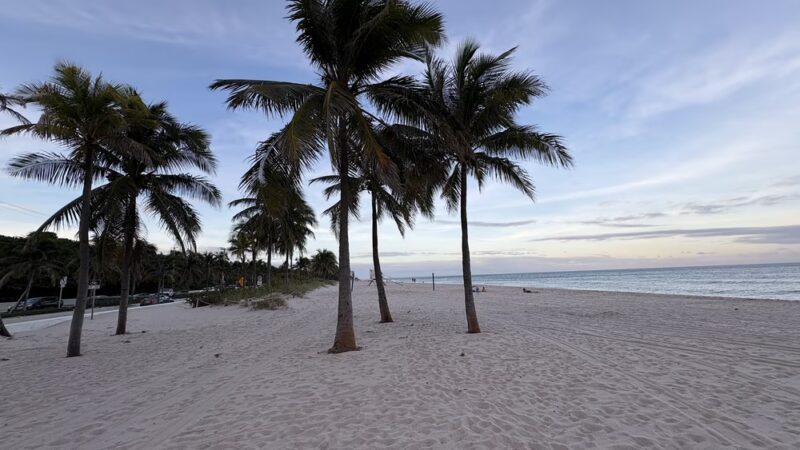 Canine Beach - Fort Lauderdale, FL