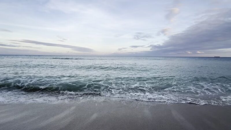 Canine Beach - Fort Lauderdale, FL