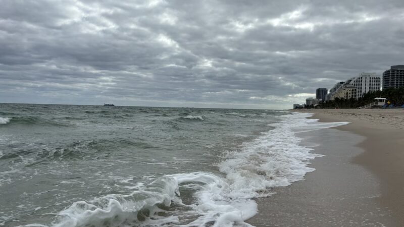 Canine Beach - Fort Lauderdale, FL