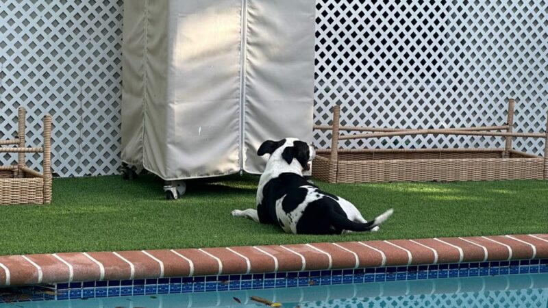 Croissant Bark Dog Park - Fort Lauderdale, FL