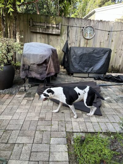 Croissant Bark Dog Park - Fort Lauderdale, FL