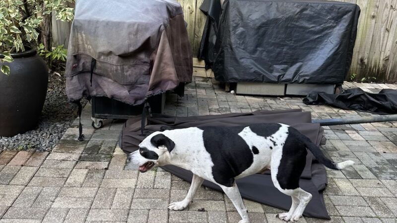 Croissant Bark Dog Park - Fort Lauderdale, FL