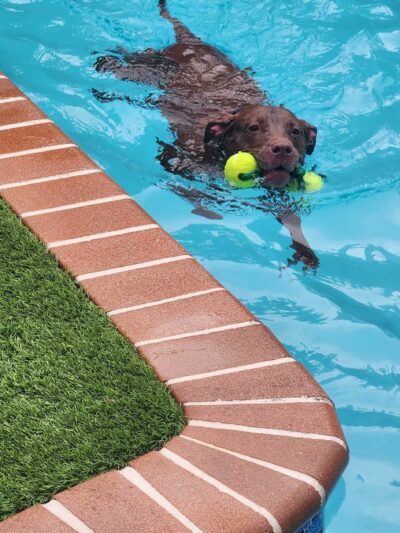 Croissant Bark Dog Park - Fort Lauderdale, FL