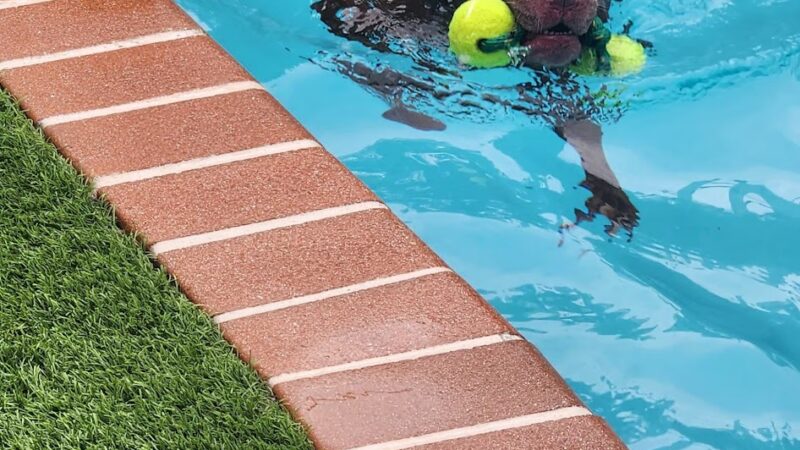 Croissant Bark Dog Park - Fort Lauderdale, FL