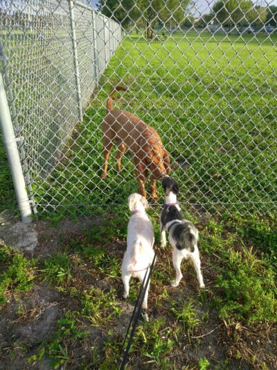 Dog Park at Oakridge Park - Fort Lauderdale, FL