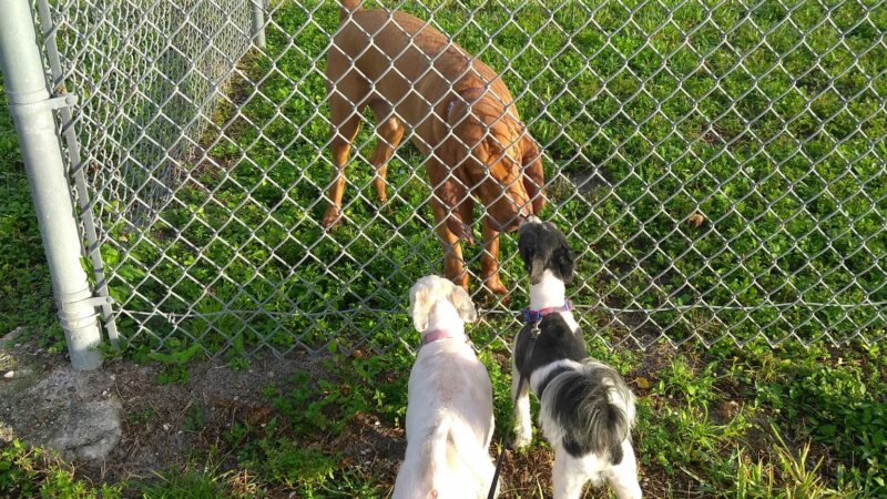 Dog Park at Oakridge Park - Fort Lauderdale, FL