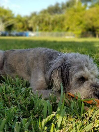 Dog Park at Oakridge Park - Fort Lauderdale, FL